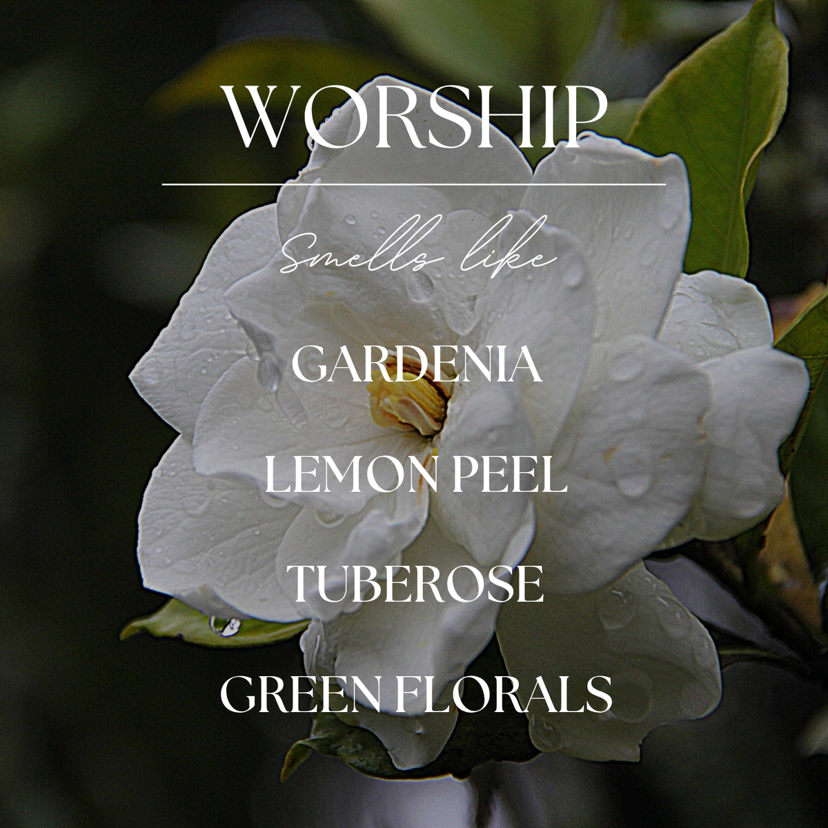 Worship | Gardenia & Tuberose | 15 oz. Clear Jar Soy Candle